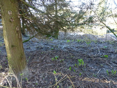 Sewage coats the woodland next to the STW